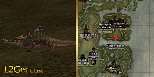 Alligator