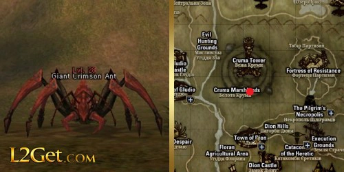 Giant Crimson Ant