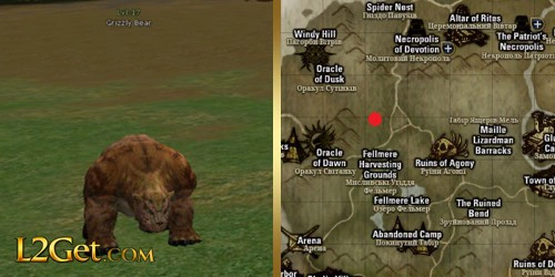 Grizzly Bear
