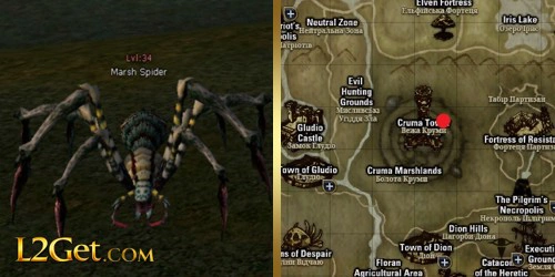 Marsh Spider